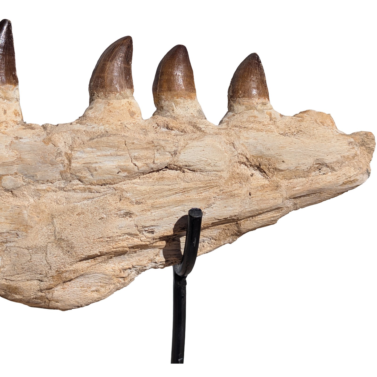 Mosasaur Jaw Find Display Authentic Marine Reptile Fossil Cretaceous Mosasaur Jaw Find Display Authentic Marine Reptile Fossil Cretaceous - Image 5