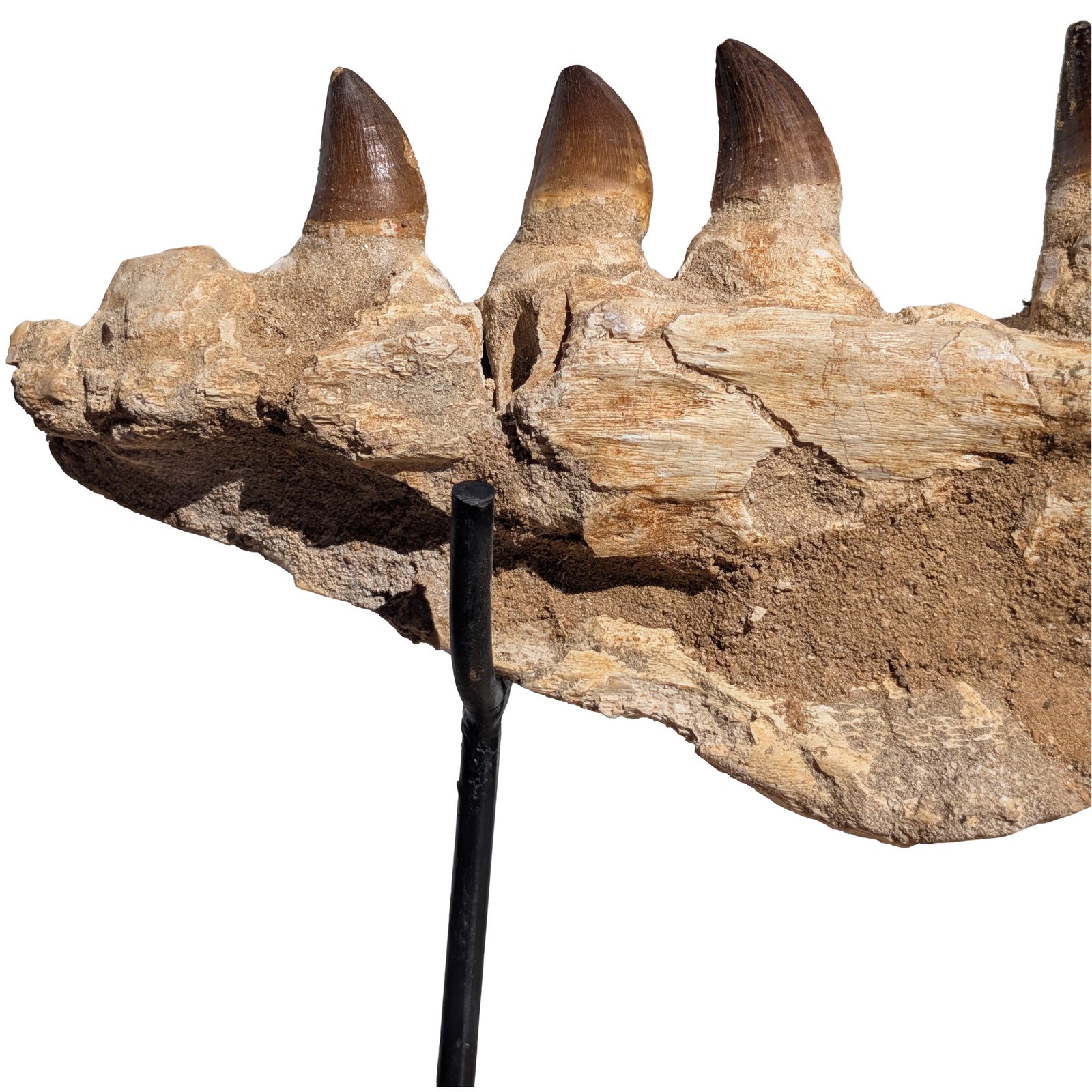 Mosasaur Jaw Find Display Authentic Marine Reptile Fossil Cretaceous Mosasaur Jaw Find Display Authentic Marine Reptile Fossil Cretaceous - Image 7