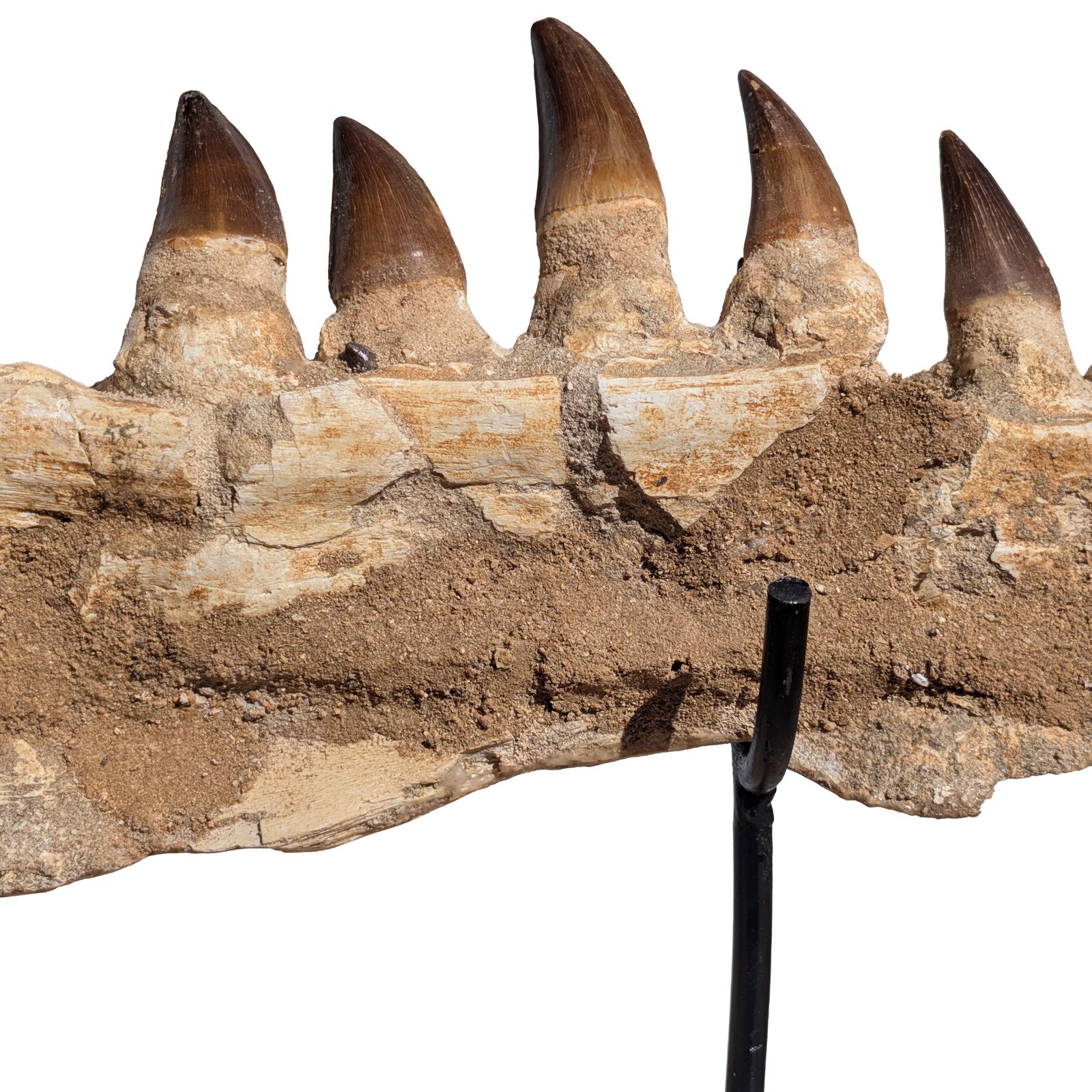 Mosasaur Jaw Find Display Authentic Marine Reptile Fossil Cretaceous Mosasaur Jaw Find Display Authentic Marine Reptile Fossil Cretaceous - Image 9