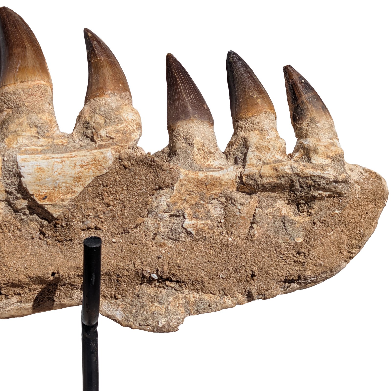 Mosasaur Jaw Find Display Authentic Marine Reptile Fossil Cretaceous Mosasaur Jaw Find Display Authentic Marine Reptile Fossil Cretaceous - Image 10