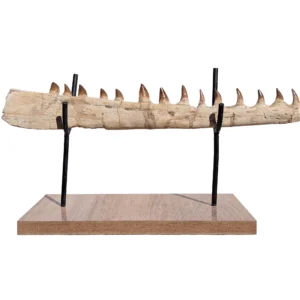 Mosasaur Moroccan Jaw Find Authentic Fossil Marine Reptile Morocco Cretaceous