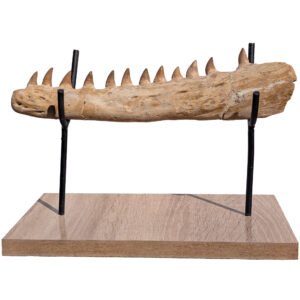 Home Mosasaur Research Jaw Display Fossil Marine Reptile Specimen Cretaceous