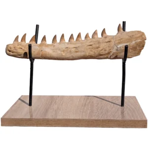 Mosasaur Research Jaw Display Fossil Marine Reptile Specimen Cretaceous