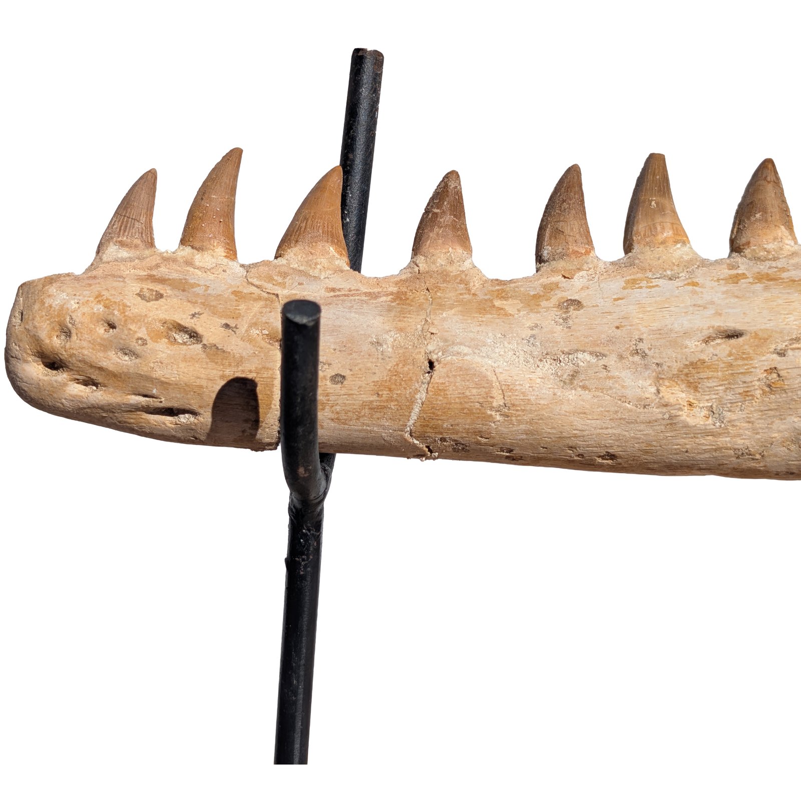 Mosasaur Research Jaw Display Fossil Marine Reptile Specimen Cretaceous Mosasaur Research Jaw Display Fossil Marine Reptile Specimen Cretaceous - Image 3