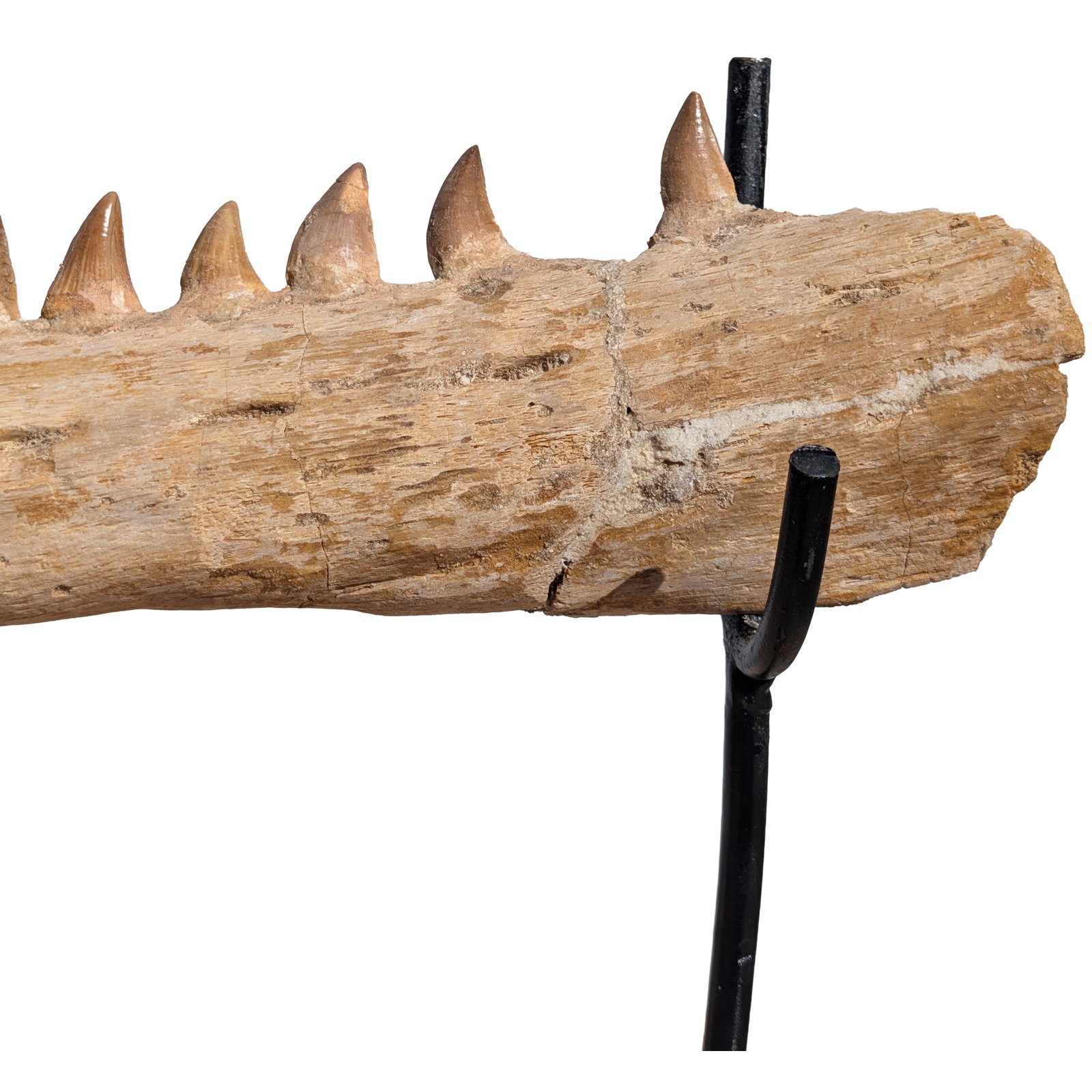 Mosasaur Research Jaw Display Fossil Marine Reptile Specimen Cretaceous Mosasaur Research Jaw Display Fossil Marine Reptile Specimen Cretaceous - Image 4