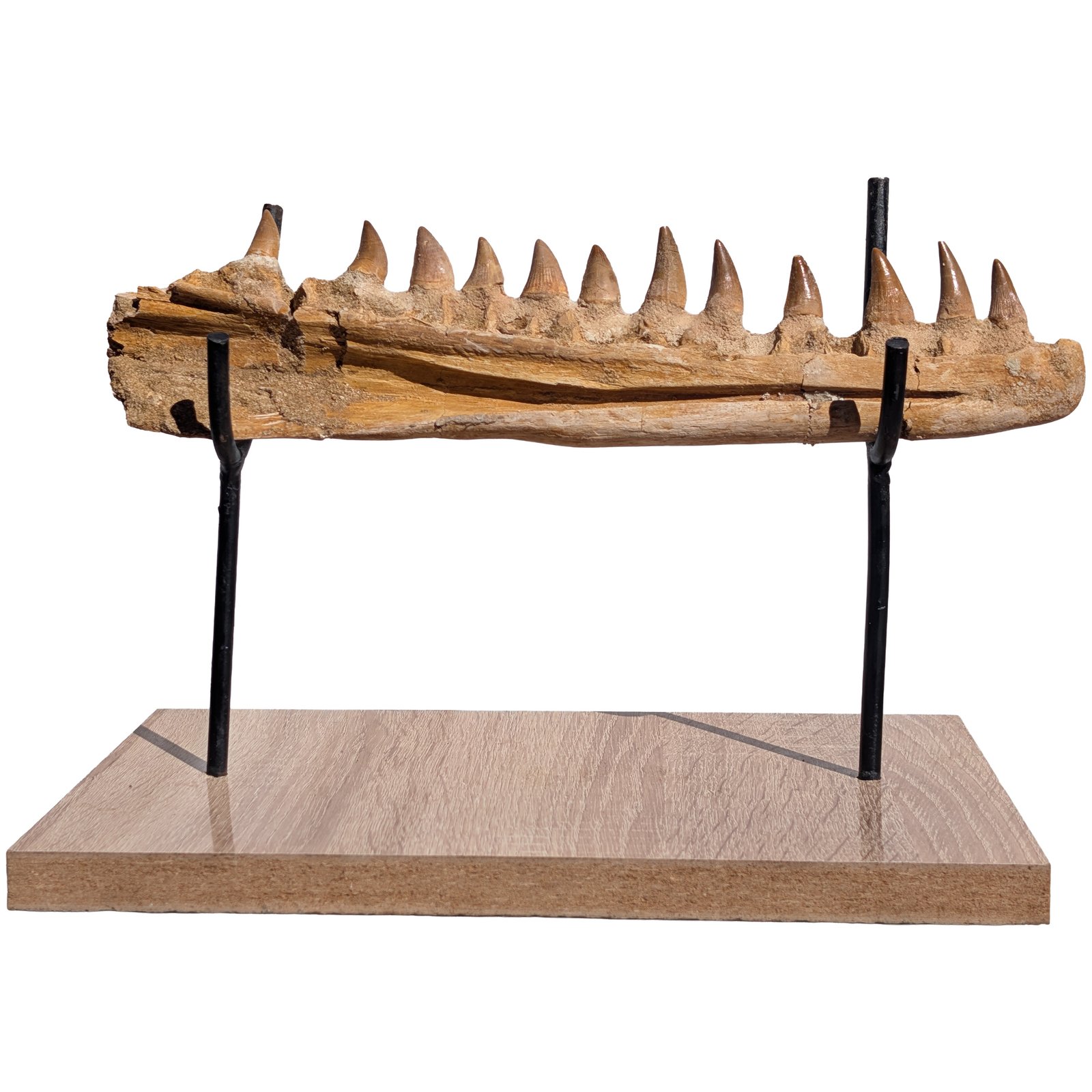 Mosasaur Research Jaw Display Fossil Marine Reptile Specimen Cretaceous Mosasaur Research Jaw Display Fossil Marine Reptile Specimen Cretaceous - Image 5