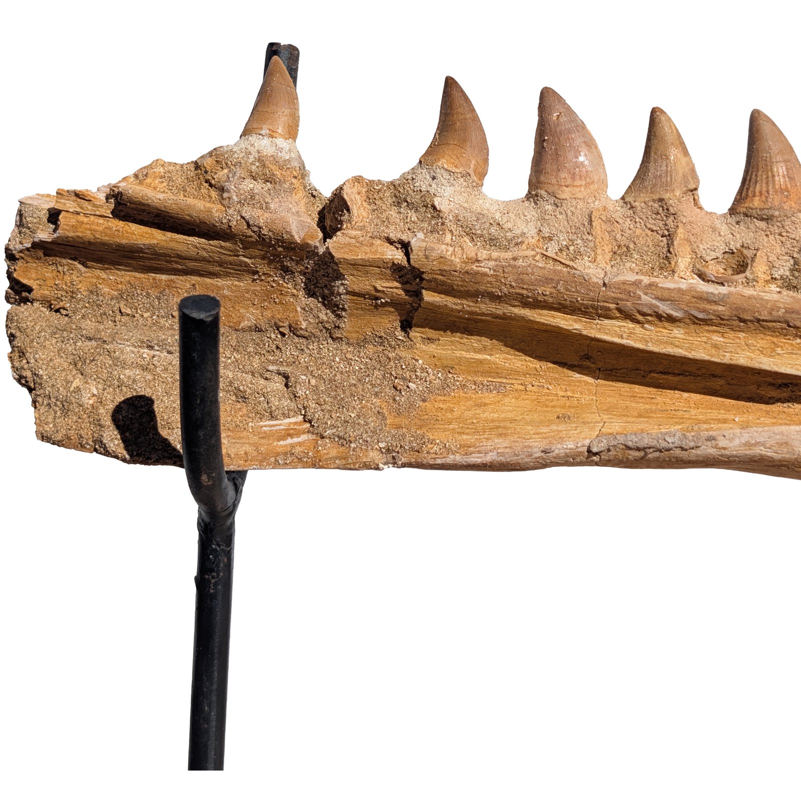 Mosasaur Research Jaw Display Fossil Marine Reptile Specimen Cretaceous Mosasaur Research Jaw Display Fossil Marine Reptile Specimen Cretaceous - Image 6