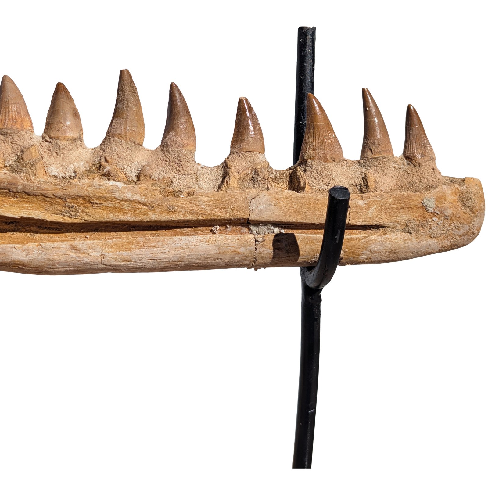 Mosasaur Research Jaw Display Fossil Marine Reptile Specimen Cretaceous Mosasaur Research Jaw Display Fossil Marine Reptile Specimen Cretaceous - Image 7