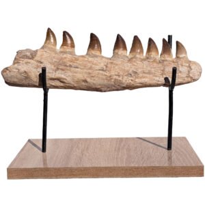 Home Mosasaur Study Specimen Morocco Authentic Marine Reptile Fossil Cretaceous