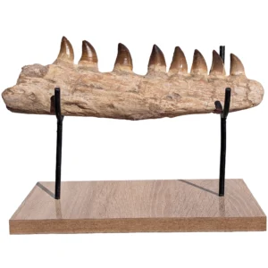 Mosasaur Study Specimen Morocco – 32 cm - complete fossil specimen
