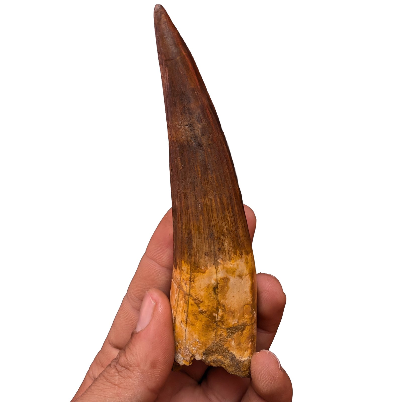 Museum Spinosaurus Tooth Authentic Cretaceous Morocco Dinosaur Fossil Museum Spinosaurus Tooth Authentic Cretaceous Morocco Dinosaur Fossil - Image 2