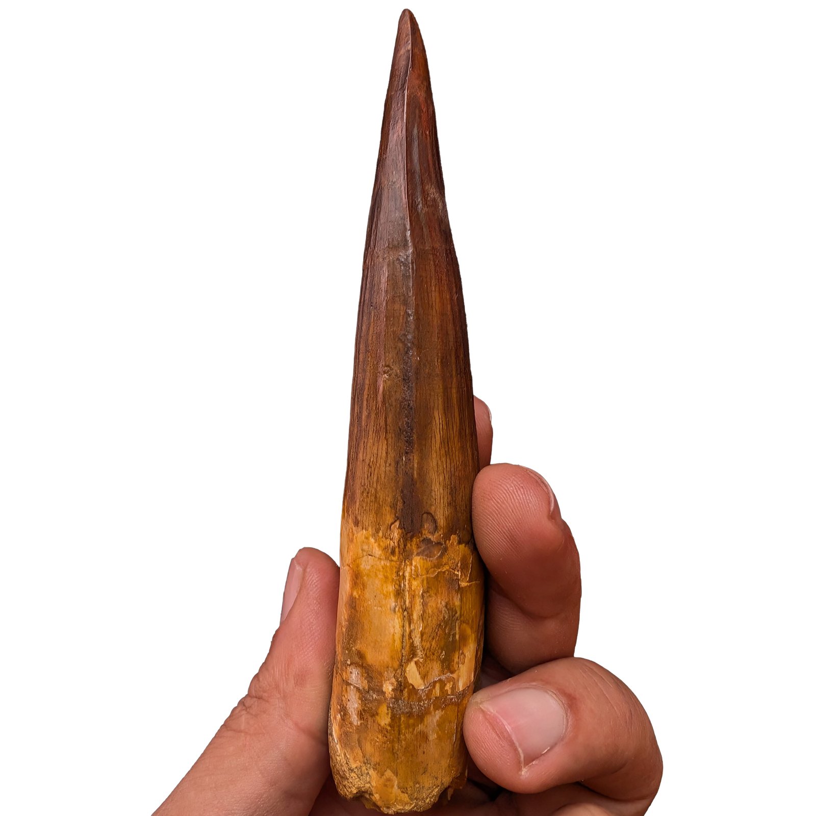 Museum Spinosaurus Tooth Authentic Cretaceous Morocco Dinosaur Fossil Museum Spinosaurus Tooth Authentic Cretaceous Morocco Dinosaur Fossil - Image 3