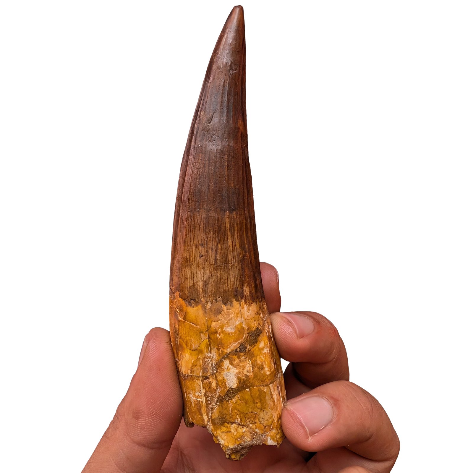 Museum Spinosaurus Tooth Authentic Cretaceous Morocco Dinosaur Fossil Museum Spinosaurus Tooth Authentic Cretaceous Morocco Dinosaur Fossil