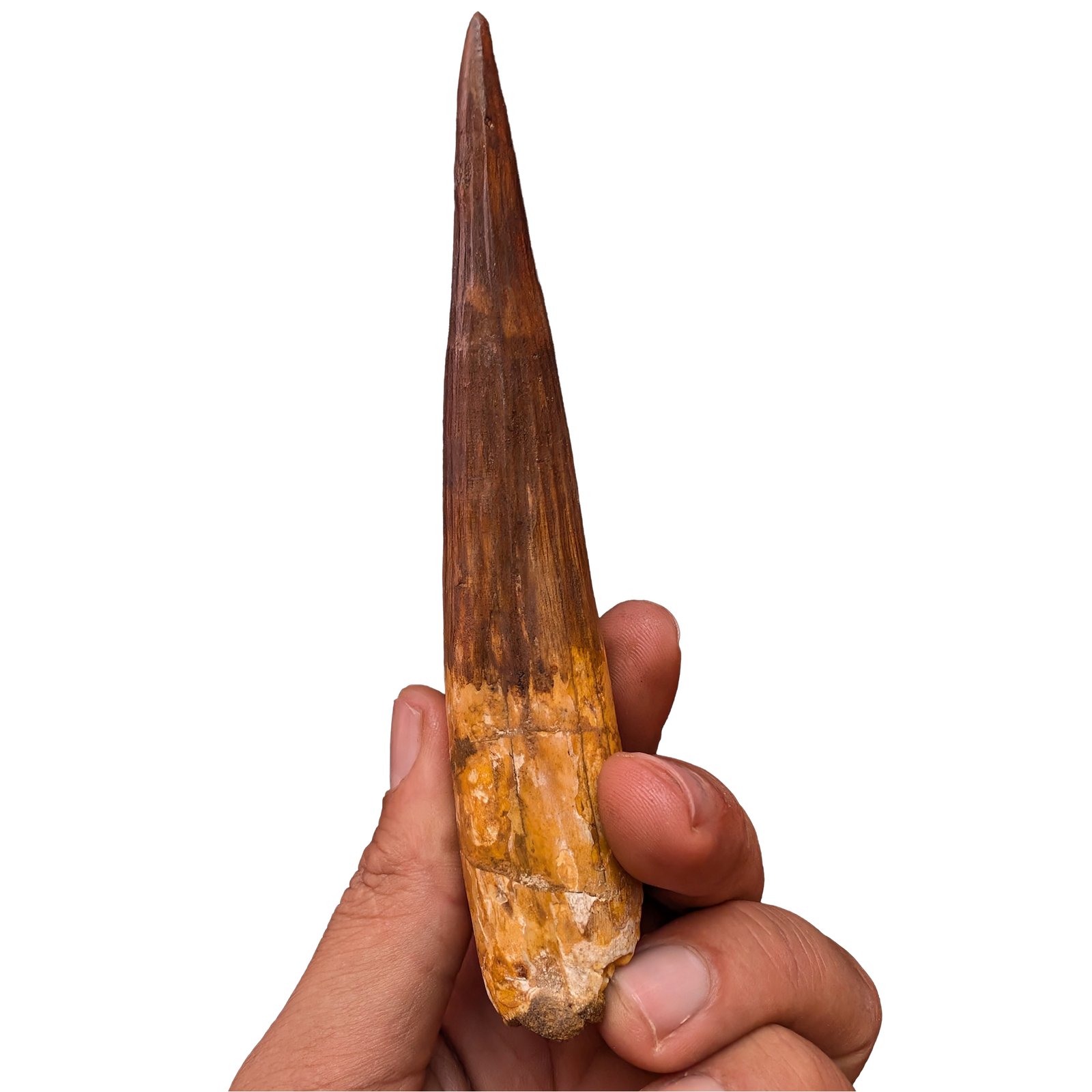 Museum Spinosaurus Tooth Authentic Cretaceous Morocco Dinosaur Fossil Museum Spinosaurus Tooth Authentic Cretaceous Morocco Dinosaur Fossil - Image 5
