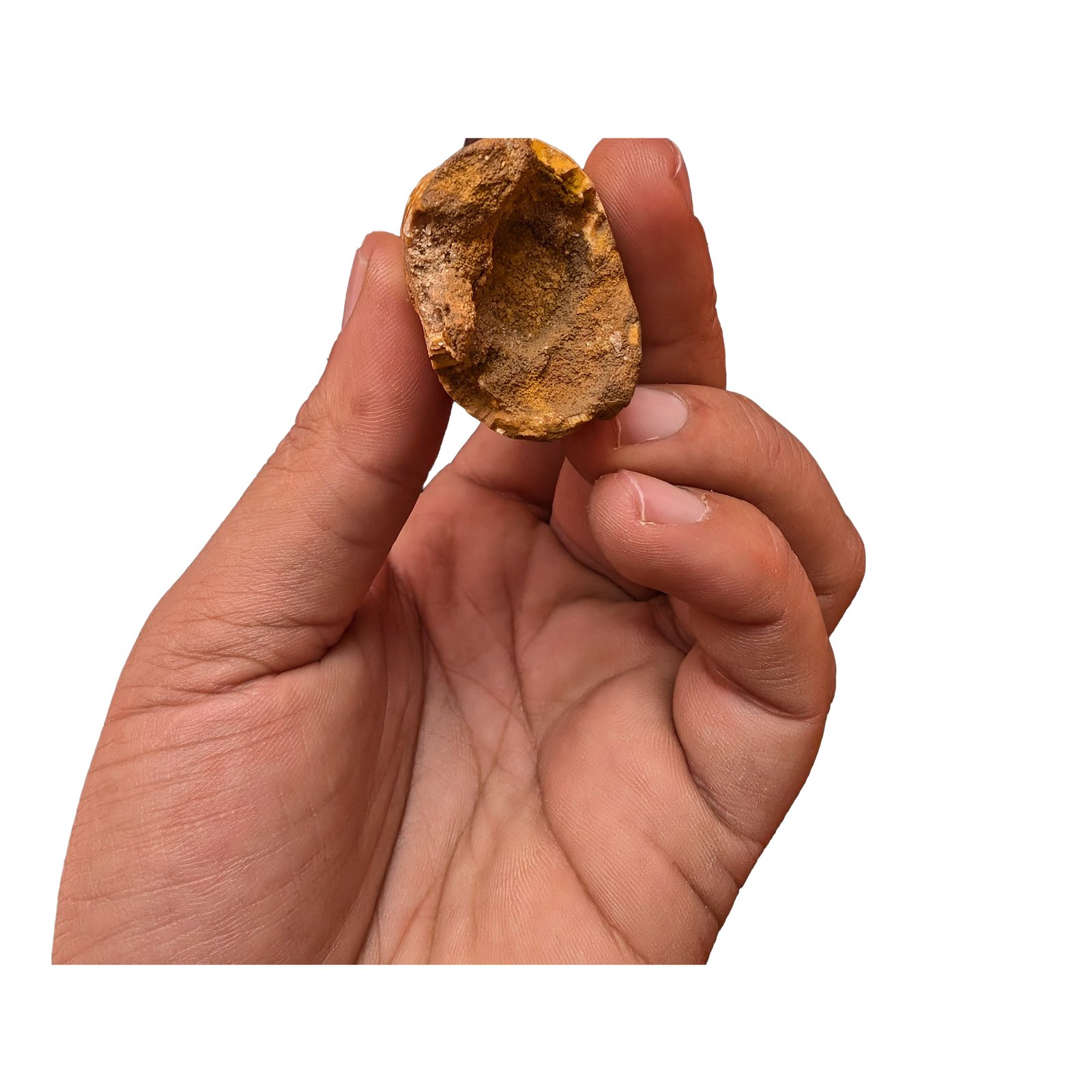 Museum Spinosaurus Tooth Authentic Cretaceous Morocco Dinosaur Fossil Museum Spinosaurus Tooth Authentic Cretaceous Morocco Dinosaur Fossil - Image 6