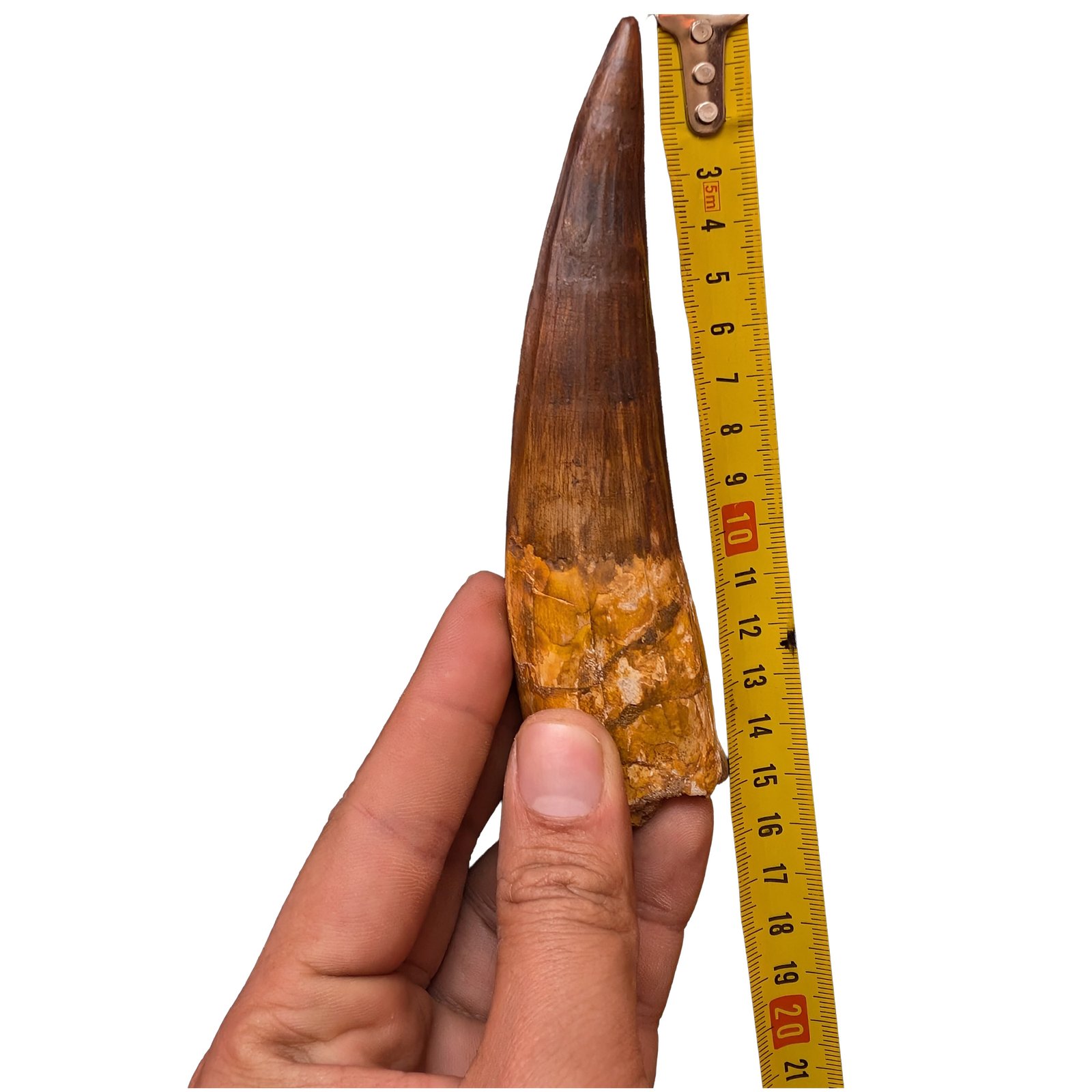 Museum Spinosaurus Tooth Authentic Cretaceous Morocco Dinosaur Fossil Museum Spinosaurus Tooth Authentic Cretaceous Morocco Dinosaur Fossil - Image 7