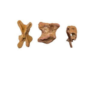 Spinosaurus 3 Vertebrae Morocco Find Authentic Dinosaur Fossil Specimen