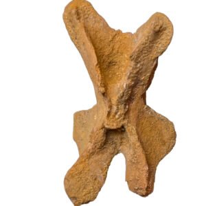 1 Vertebrae Morocco Find Authentic Dinosaur Fossil Specimen