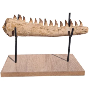 Premium Mosasaur Jaw Display – 32 cm - complete jaw section with teeth in place