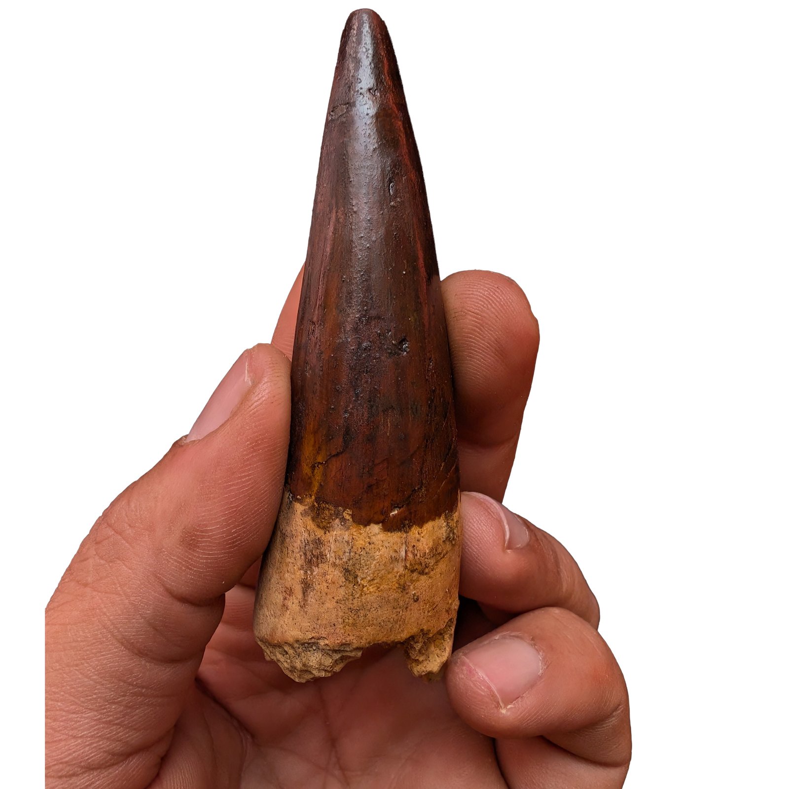 Rare Spinosaurus Tooth Display Authentic Dinosaur Fossil Specimen Collector Rare Spinosaurus Tooth Display Authentic Dinosaur Fossil Specimen Collector - Image 2