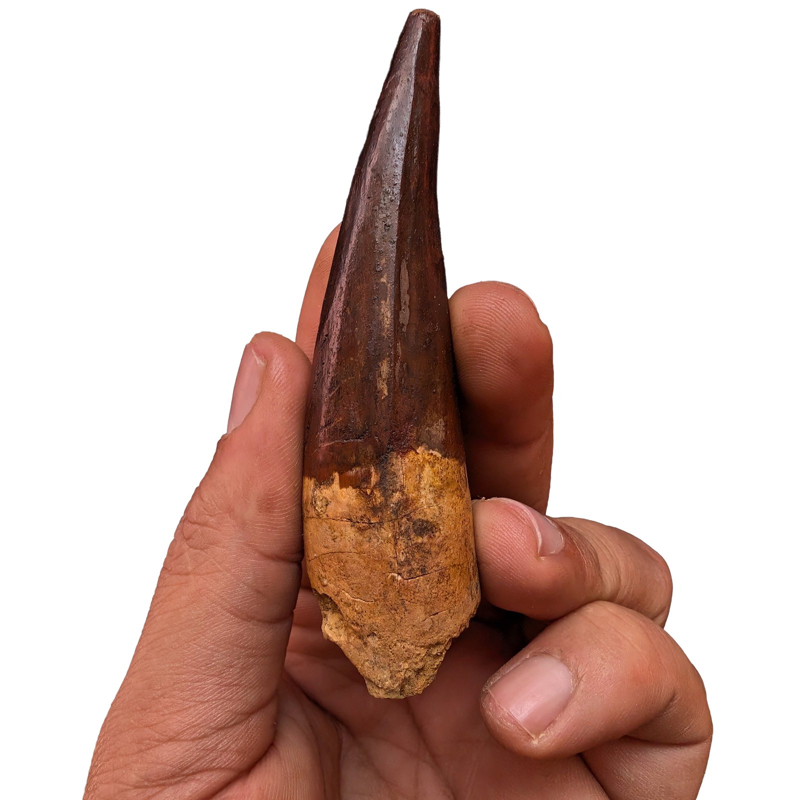 Rare Spinosaurus Tooth Display Authentic Dinosaur Fossil Specimen Collector Rare Spinosaurus Tooth Display Authentic Dinosaur Fossil Specimen Collector - Image 3