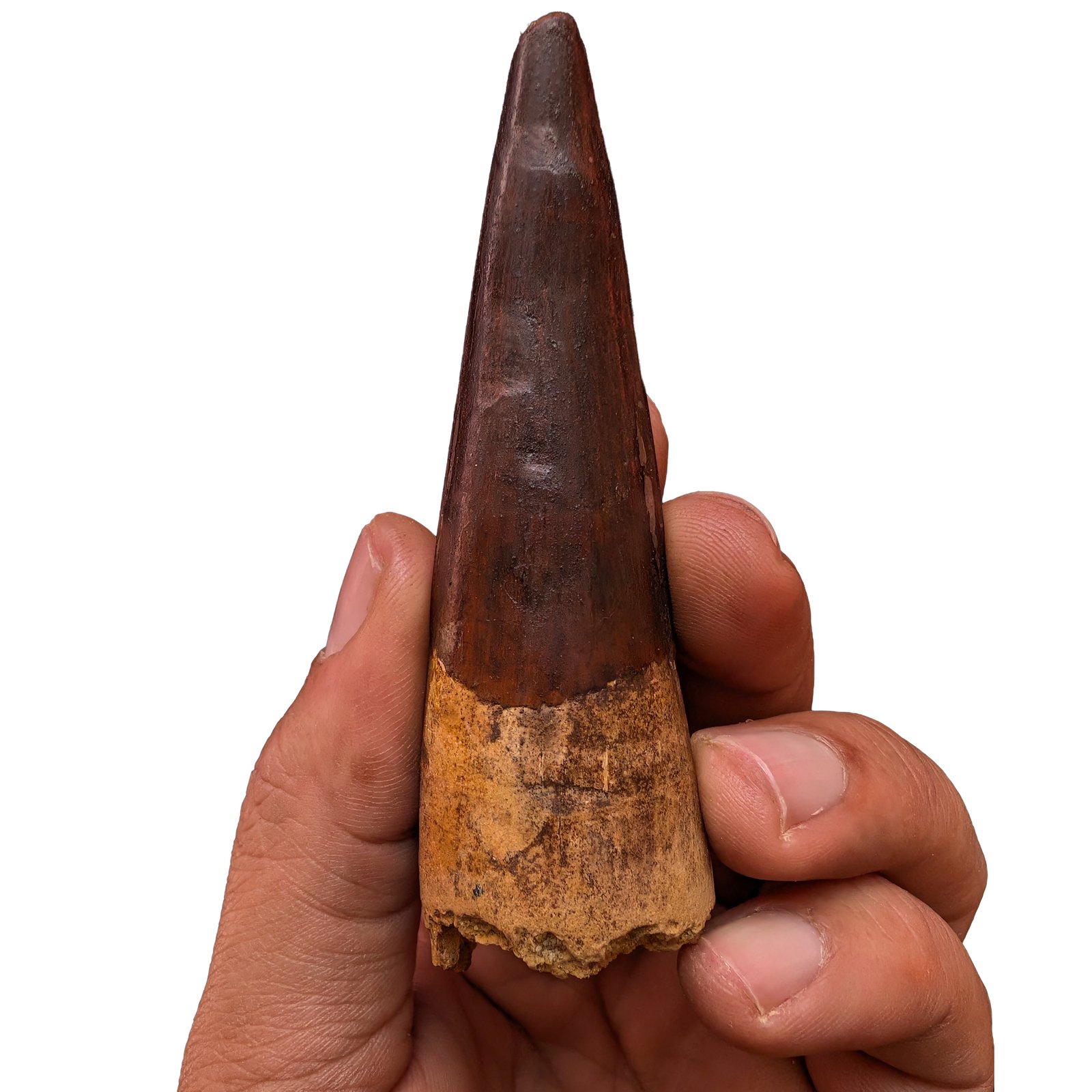 Rare Spinosaurus Tooth Display Authentic Dinosaur Fossil Specimen Collector Rare Spinosaurus Tooth Display Authentic Dinosaur Fossil Specimen Collector - Image 4