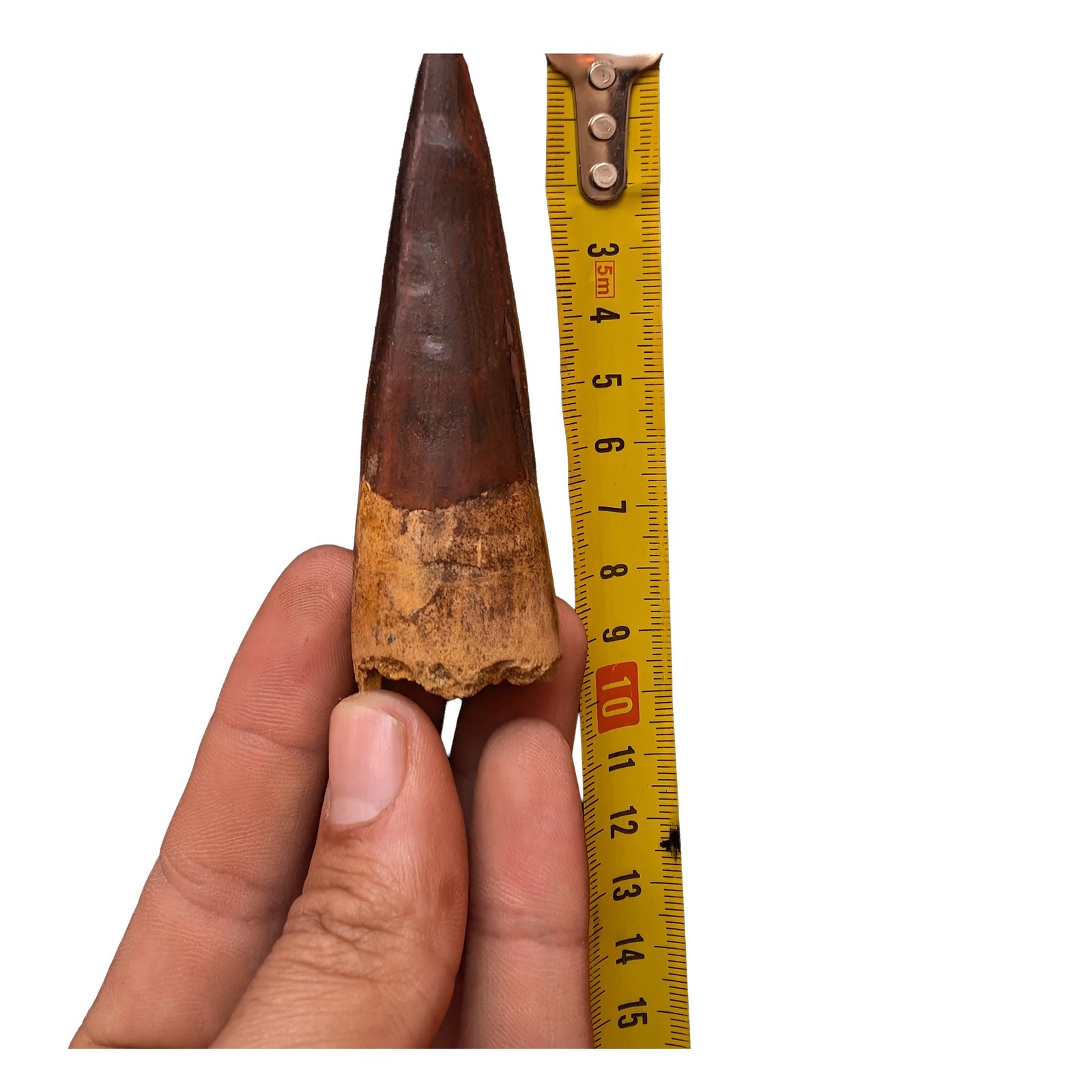 Rare Spinosaurus Tooth Display Authentic Dinosaur Fossil Specimen Collector Rare Spinosaurus Tooth Display Authentic Dinosaur Fossil Specimen Collector - Image 6