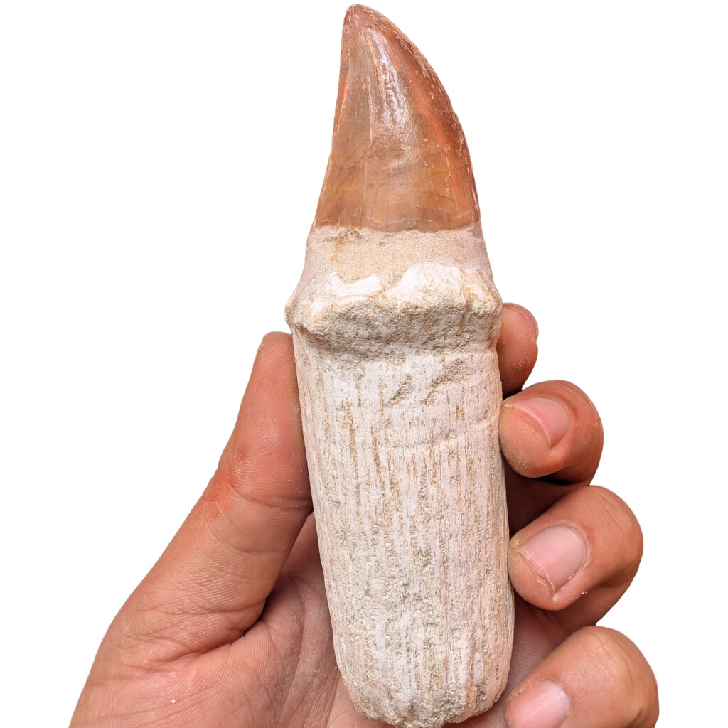 Rooted Mosasaur Teeth