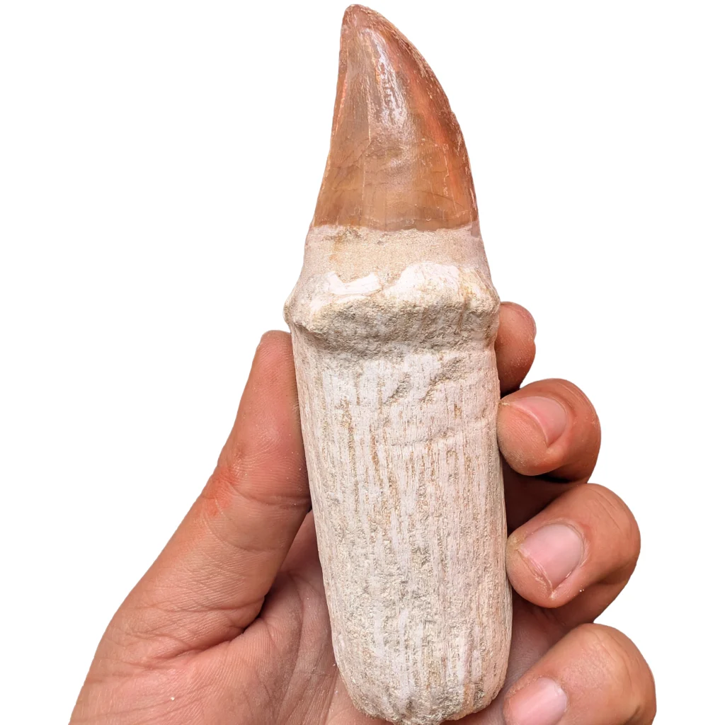 Rooted Mosasaur Teeth