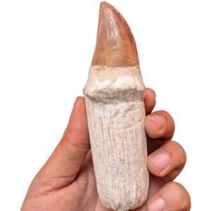 Rooted Mosasaur Teeth Fossil Morocco Genuine Marine Reptile Tooth Specimen