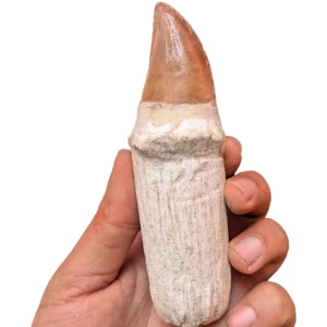 Rooted Mosasaur Teeth Fossil Morocco – 15 cm – Specimen - complete fossil specimen