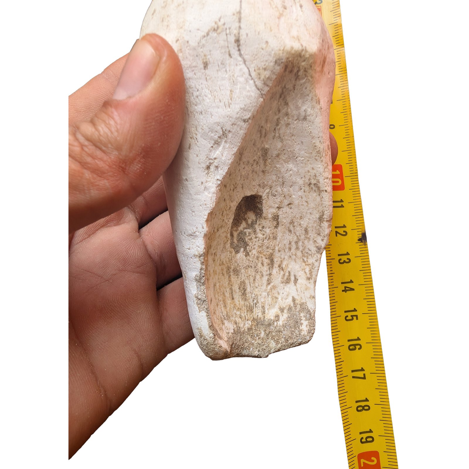 Rooted Mosasaur Teeth Genuine Specimen Fossil Marine Reptile Tooth Morocco Rooted Mosasaur Teeth Genuine Specimen Fossil Marine Reptile Tooth Morocco - Image 2