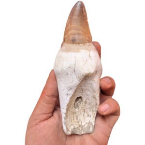 Home Rooted Mosasaur Teeth Genuine Specimen Fossil Marine Reptile Tooth Morocco