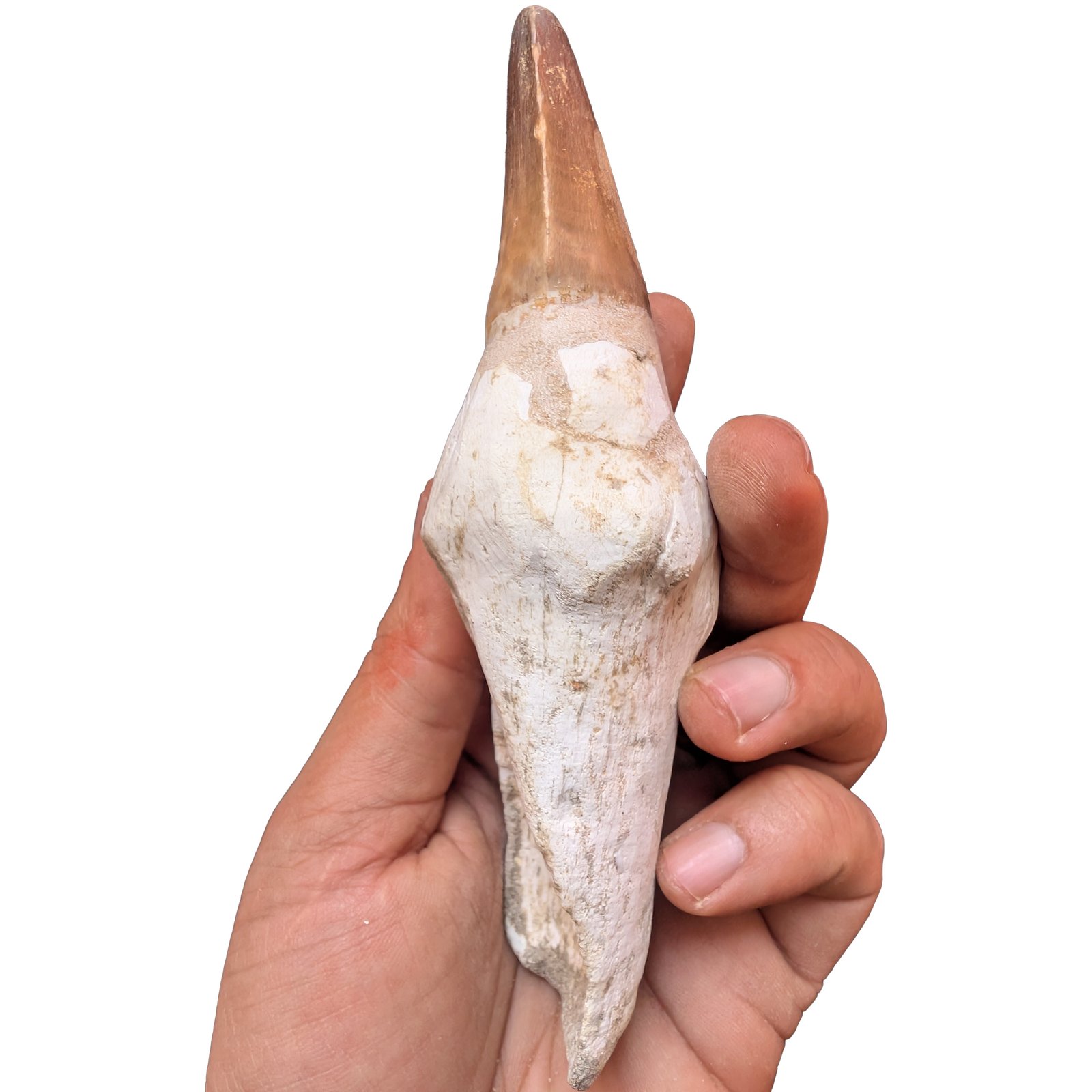 Rooted Mosasaur Teeth Genuine Specimen Fossil Marine Reptile Tooth Morocco Rooted Mosasaur Teeth Genuine Specimen Fossil Marine Reptile Tooth Morocco - Image 4