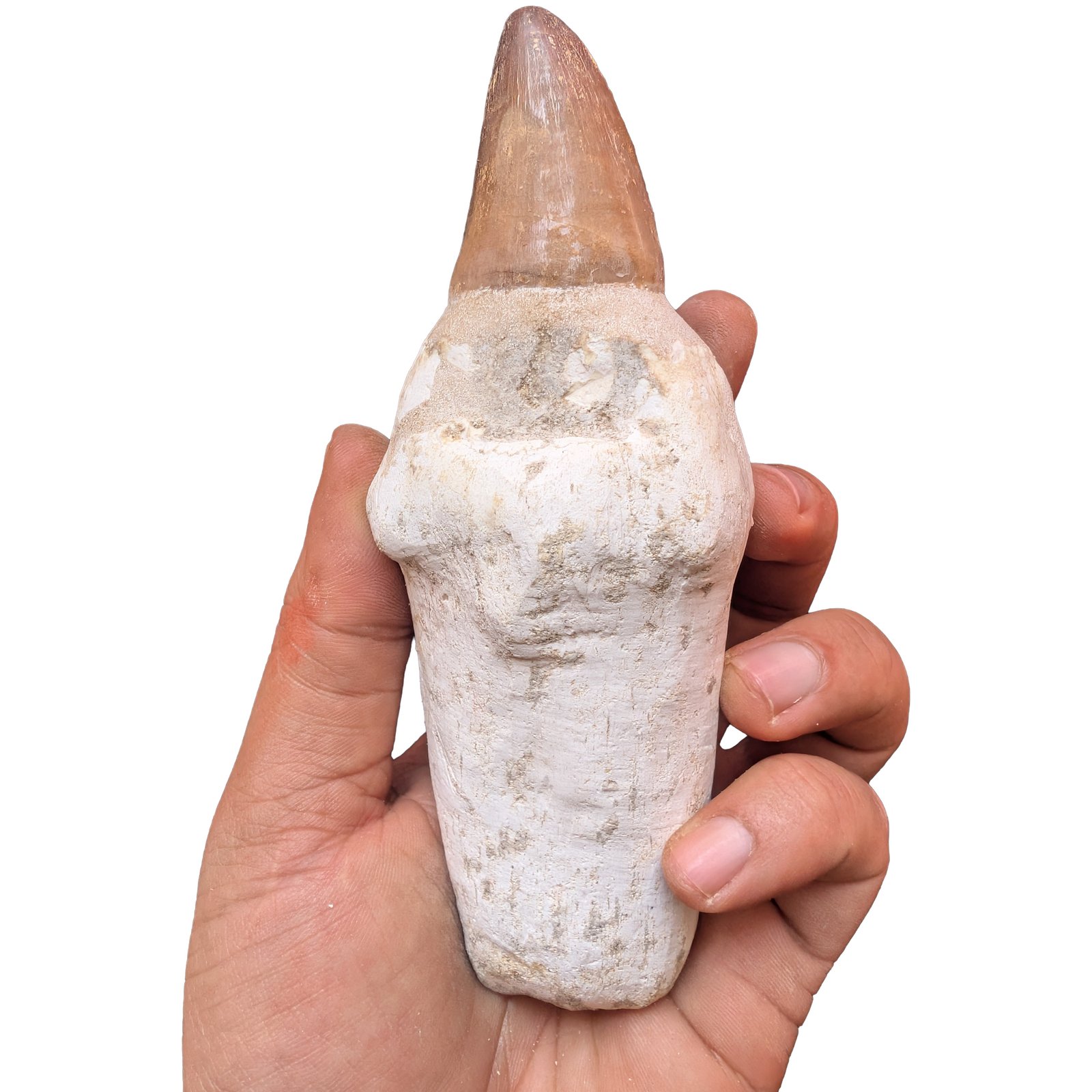 Rooted Mosasaur Teeth Genuine Specimen Fossil Marine Reptile Tooth Morocco Rooted Mosasaur Teeth Genuine Specimen Fossil Marine Reptile Tooth Morocco - Image 5