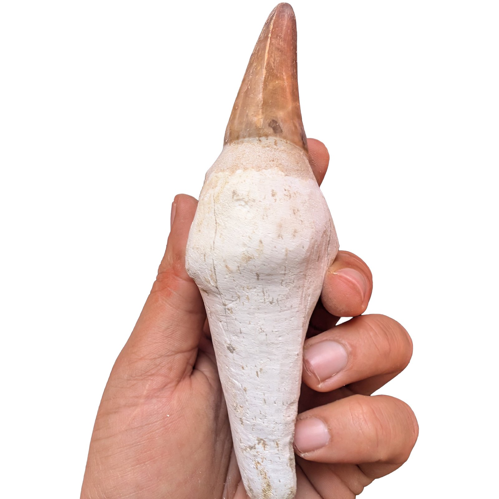 Rooted Mosasaur Teeth Genuine Specimen Fossil Marine Reptile Tooth Morocco Rooted Mosasaur Teeth Genuine Specimen Fossil Marine Reptile Tooth Morocco - Image 6