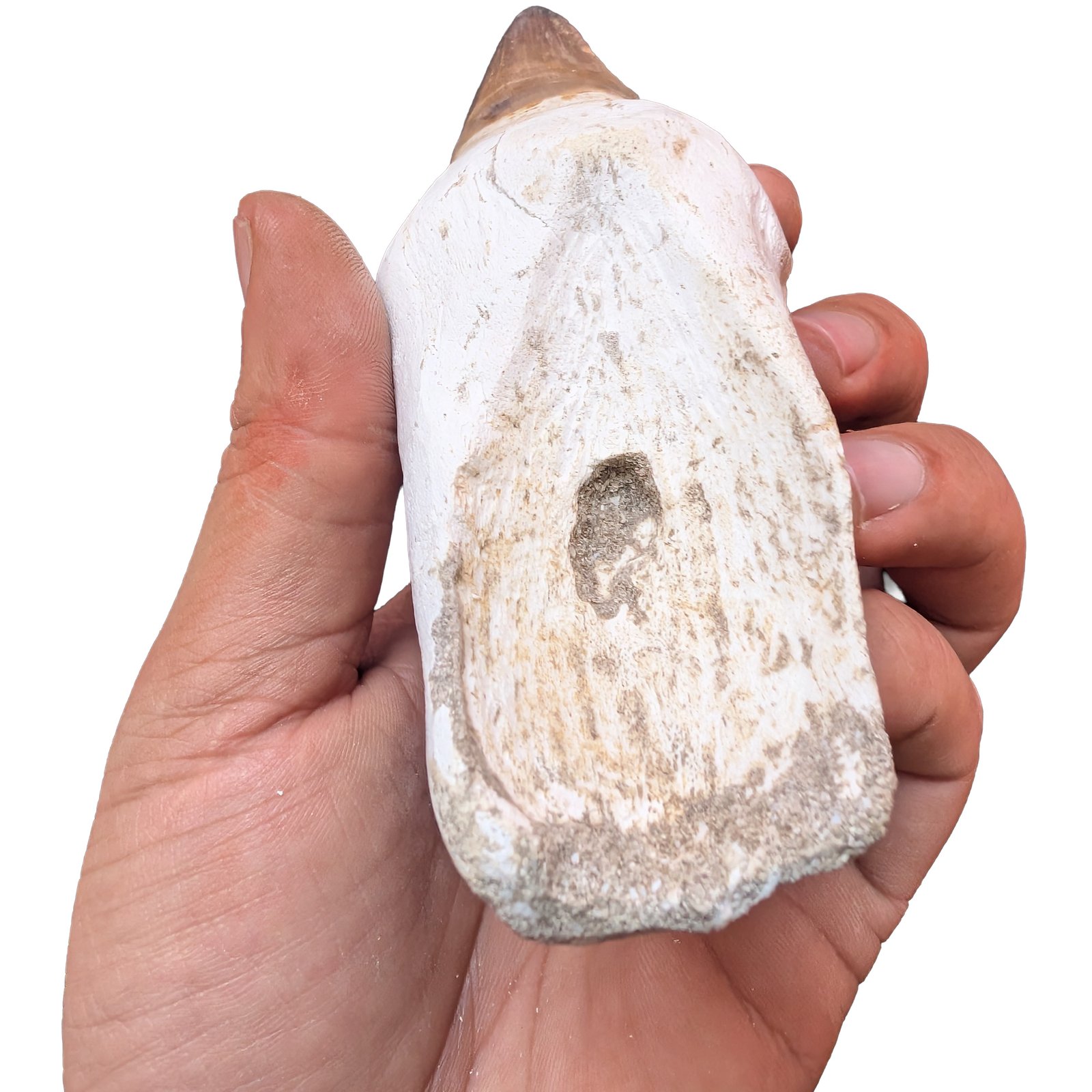 Rooted Mosasaur Teeth Genuine Specimen Fossil Marine Reptile Tooth Morocco Rooted Mosasaur Teeth Genuine Specimen Fossil Marine Reptile Tooth Morocco - Image 7