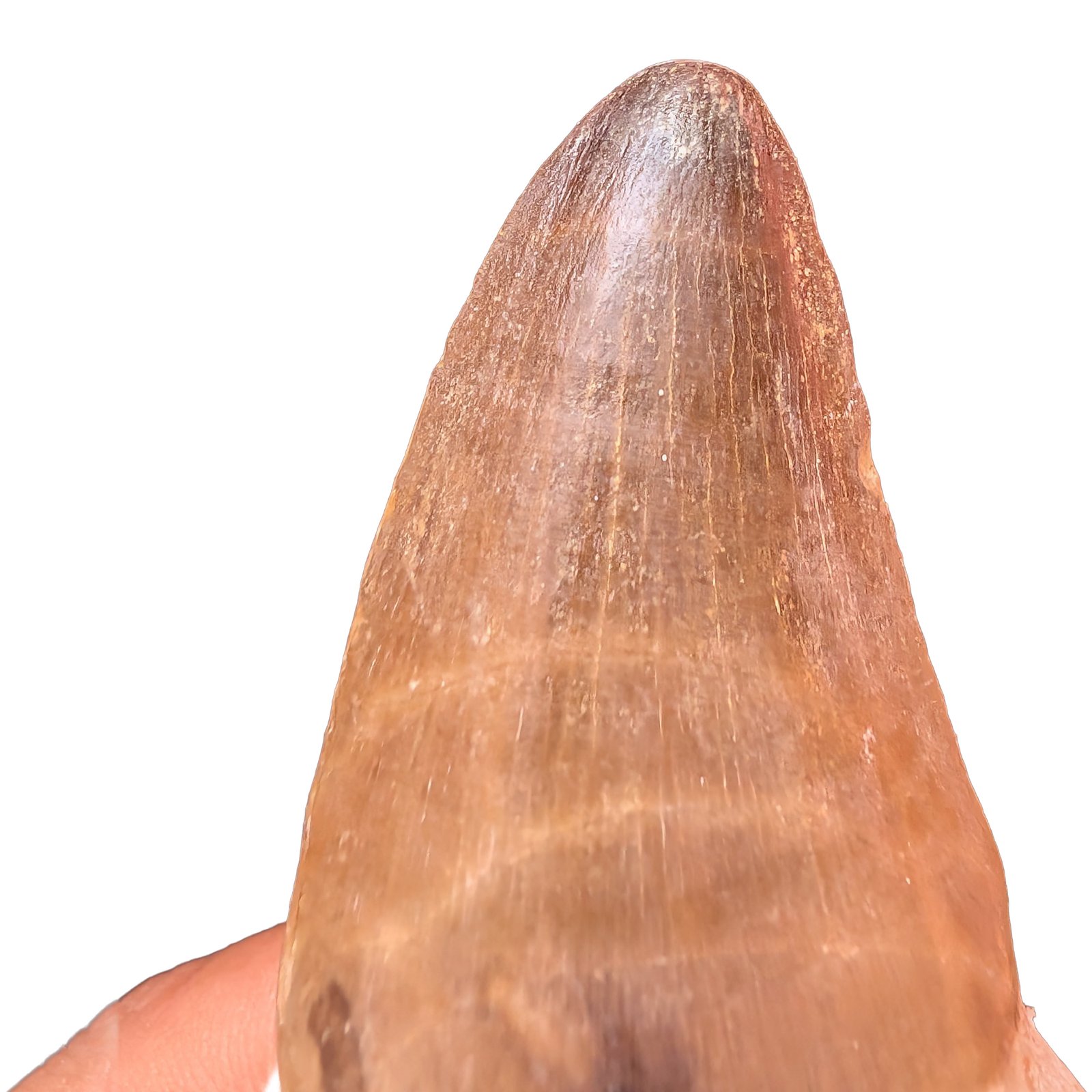 Rooted Mosasaur Teeth Genuine Specimen Fossil Marine Reptile Tooth Morocco Rooted Mosasaur Teeth Genuine Specimen Fossil Marine Reptile Tooth Morocco - Image 8