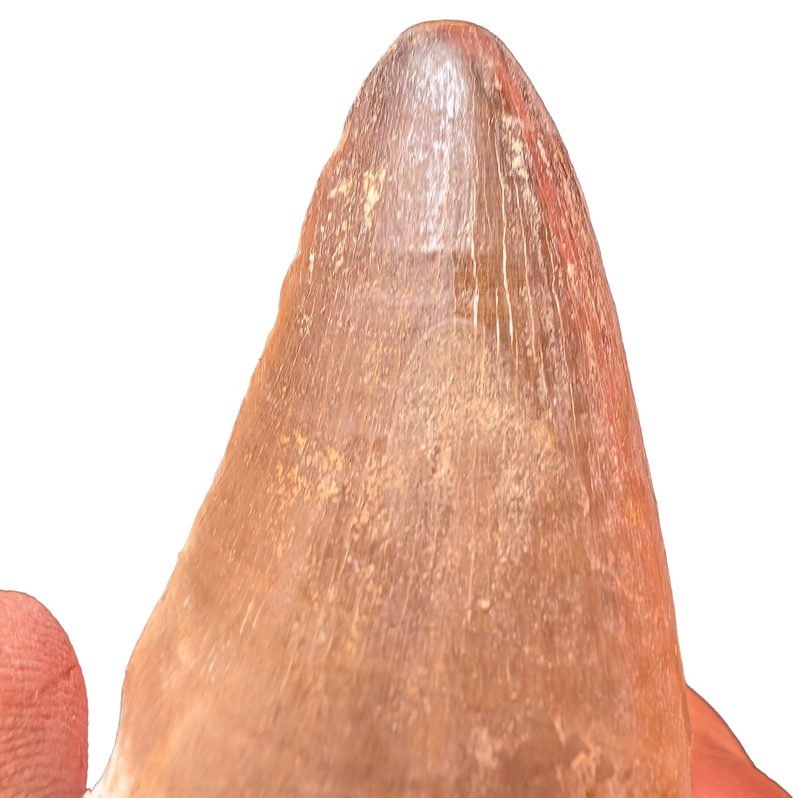 Rooted Mosasaur Teeth Genuine Specimen Fossil Marine Reptile Tooth Morocco Rooted Mosasaur Teeth Genuine Specimen Fossil Marine Reptile Tooth Morocco - Image 9