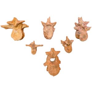 Spinosaurus 6 Vertebrae Study Specimen Authentic Dinosaur Fossil Morocco Find