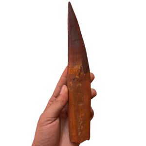 Spinosaurus Collector Fossil Morocco Cretaceous Dinosaur Tooth Specimen