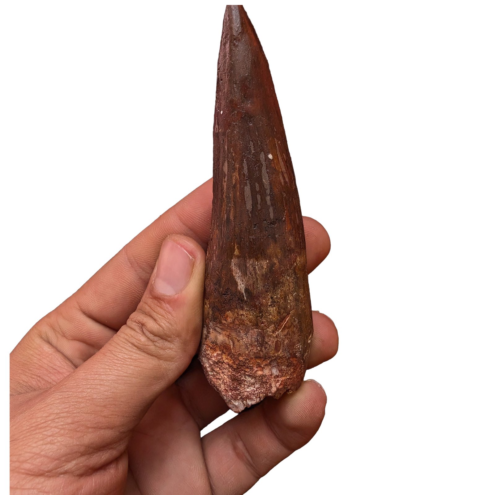 Spinosaurus Desk Display Fossil Original Dinosaur Bone Specimen Office Decor Spinosaurus Desk Display Fossil Original Dinosaur Bone Specimen Office Decor - Image 2