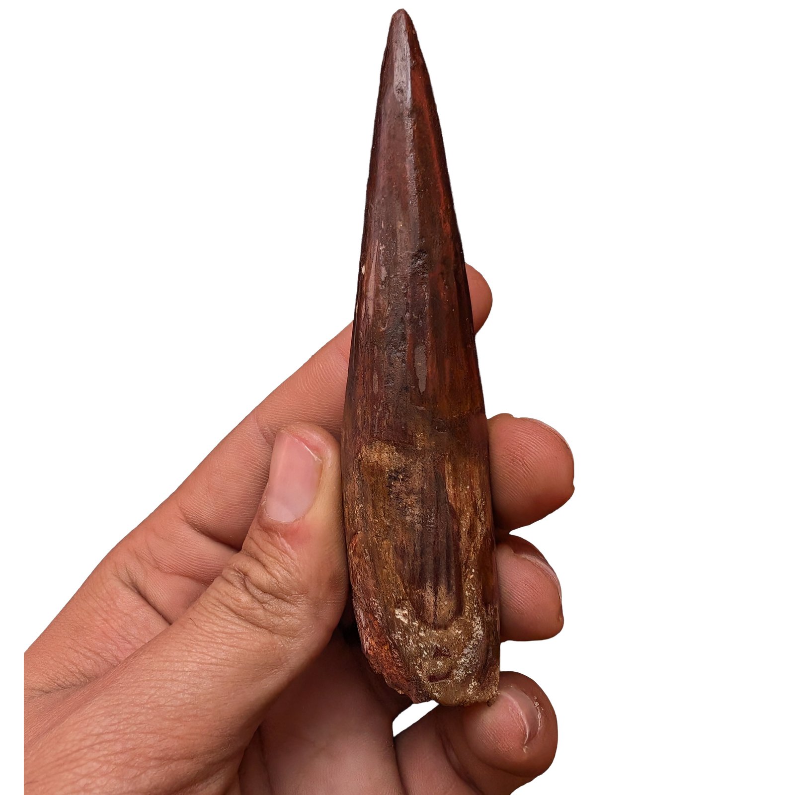 Spinosaurus Desk Display Fossil Original Dinosaur Bone Specimen Office Decor Spinosaurus Desk Display Fossil Original Dinosaur Bone Specimen Office Decor - Image 3