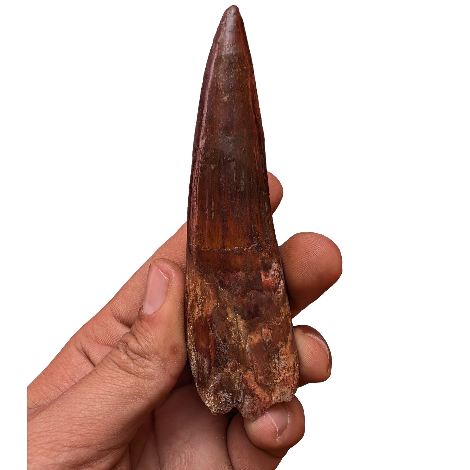 Spinosaurus Desk Display Fossil Original Dinosaur Bone Specimen Office Decor Spinosaurus Desk Display Fossil Original Dinosaur Bone Specimen Office Decor - Image 4