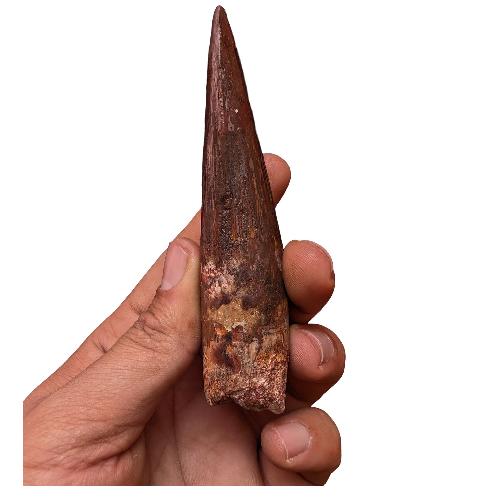 Spinosaurus Desk Display Fossil Original Dinosaur Bone Specimen Office Decor Spinosaurus Desk Display Fossil Original Dinosaur Bone Specimen Office Decor - Image 5