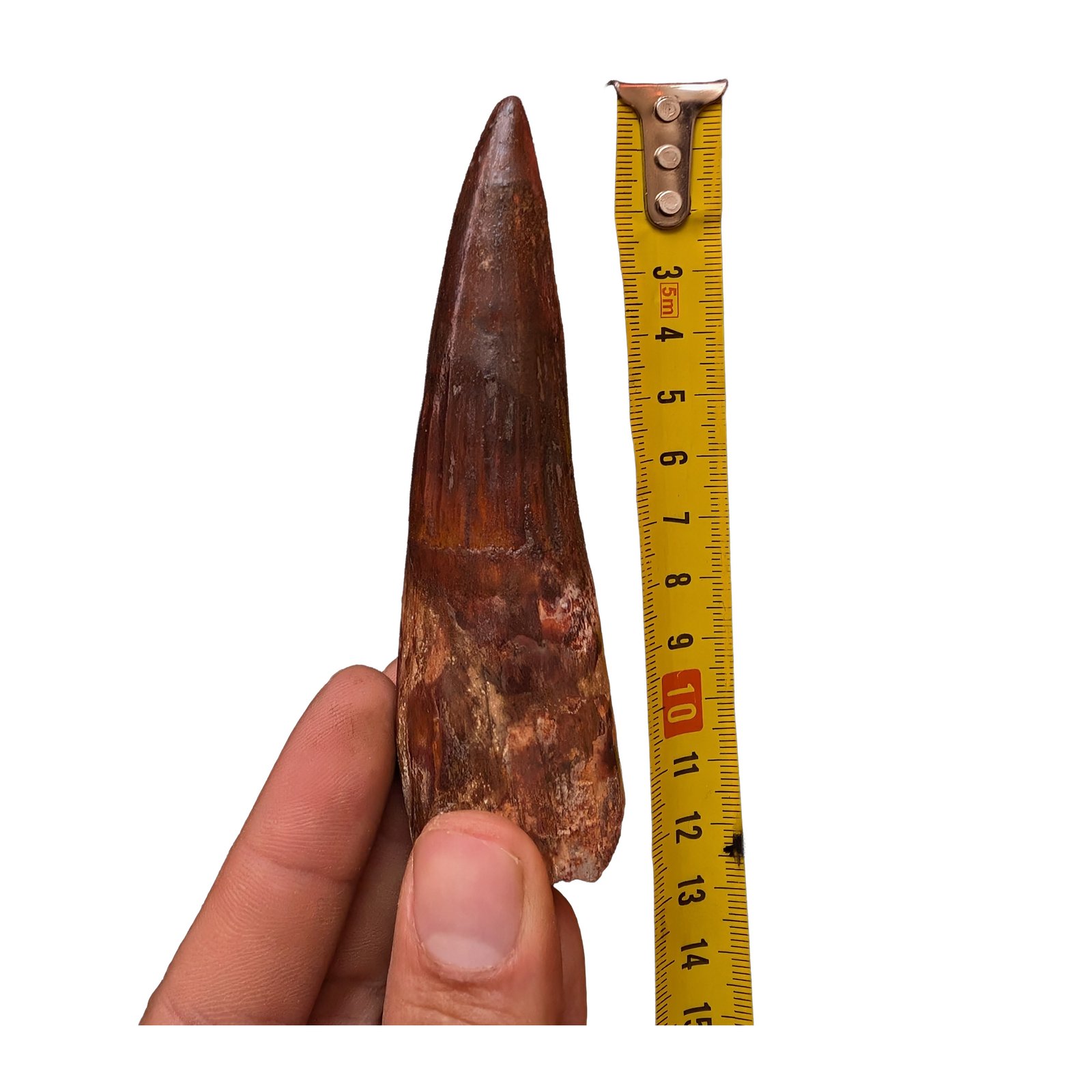 Spinosaurus Desk Display Fossil Original Dinosaur Bone Specimen Office Decor Spinosaurus Desk Display Fossil Original Dinosaur Bone Specimen Office Decor - Image 6