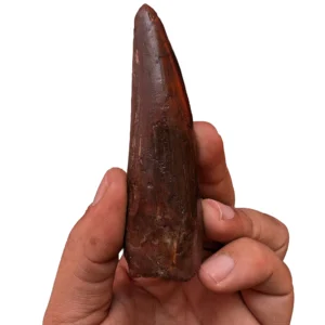 Spinosaurus Fossil Find Specimen Authentic Dinosaur Fossil Collector Display
