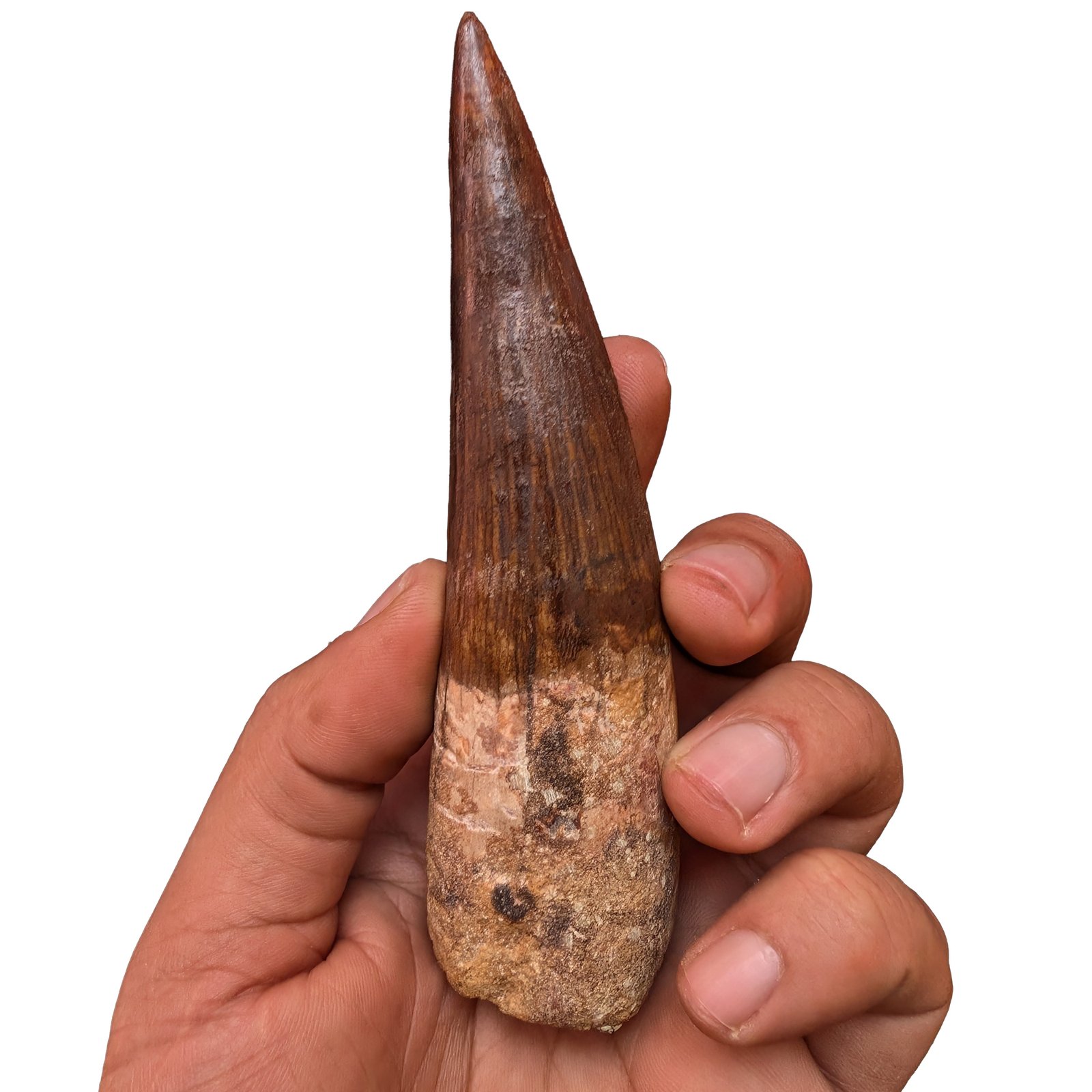 Tooth Small Spinosaurus Fossil Genuine Dinosaur Specimen Brown Enamel Tooth Small Spinosaurus Fossil Genuine Dinosaur Specimen Brown Enamel