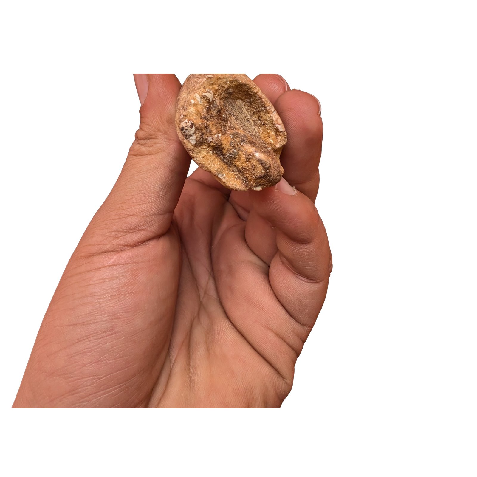 Tooth Small Spinosaurus Fossil Genuine Dinosaur Specimen Brown Enamel Tooth Small Spinosaurus Fossil Genuine Dinosaur Specimen Brown Enamel - Image 4