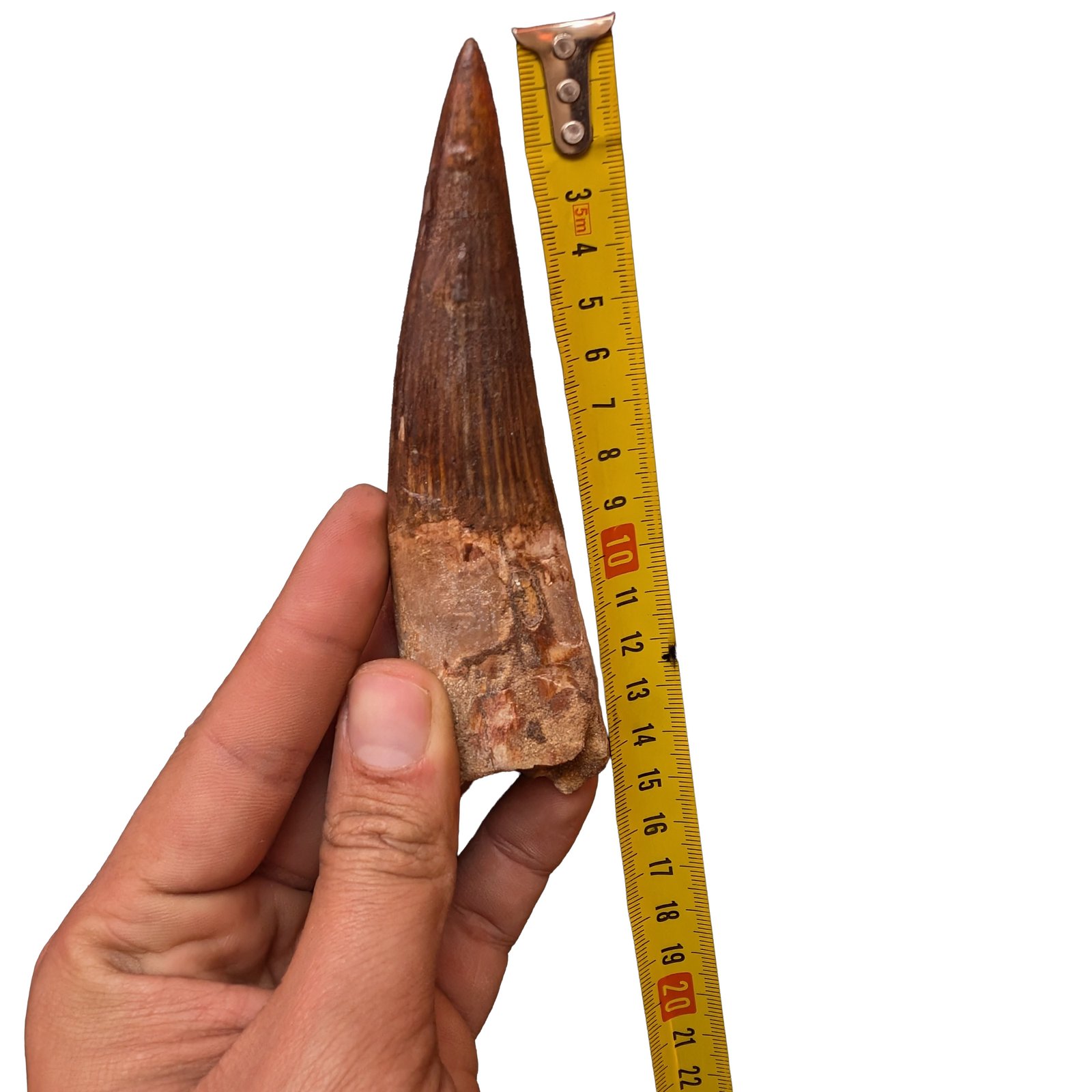 Tooth Small Spinosaurus Fossil Genuine Dinosaur Specimen Brown Enamel Tooth Small Spinosaurus Fossil Genuine Dinosaur Specimen Brown Enamel - Image 5